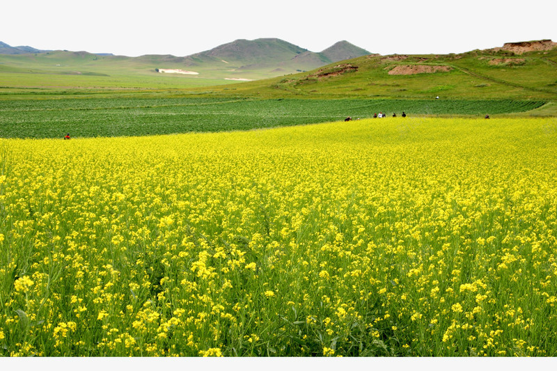油菜花海png免抠素材_88icon https://88icon.com 农作物 山峰 山脉 树木 树林 油菜花 花海 采风摄影 黄色