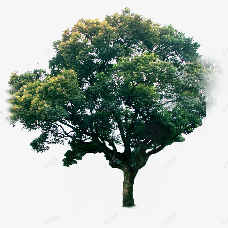 园林景观树木花草植物png免抠素材_88icon https://88icon.com 园林 景观 树木 植物 花草