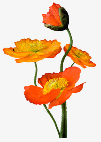 国画花卉水彩花草png免抠素材_88icon https://88icon.com 手绘装饰图片 植物花卉素材 线描花草 绿植花草 花卉矢量图素材 花草插画