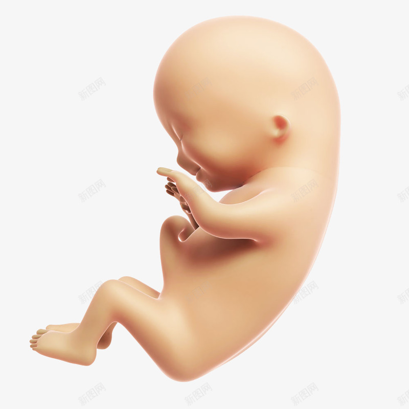 发育成熟的胎儿png免抠素材_88icon https://88icon.com 医学 发育成熟的胎儿 宝宝 胎儿 高清免扣素材