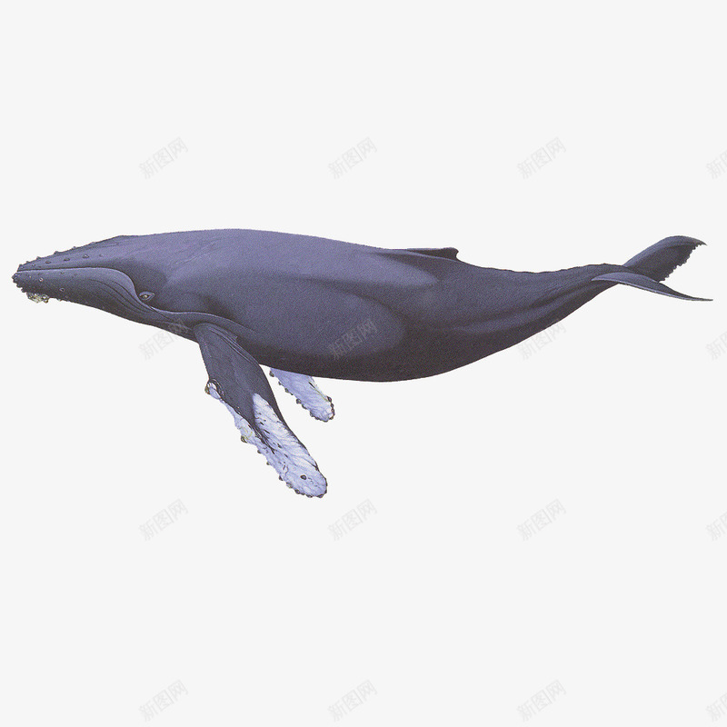 卡通一只蓝色的座头鲸自然生物插png免抠素材_88icon https://88icon.com 保护 卡通 卡通一只蓝色的座头鲸自然生物插画免抠免费下载 座头鲸 插画 海洋 濒危 物种 生物 自然 鲸类 鲸鱼