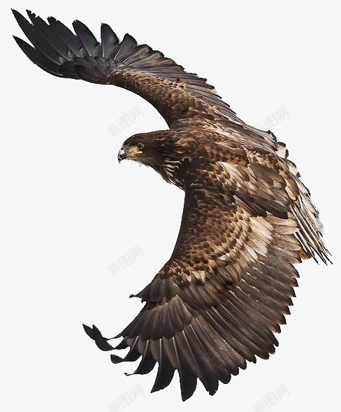 鹰击长空大图png免抠素材_88icon https://88icon.com png大图 免扣 免扣png图片 雄鹰 鹰击长空