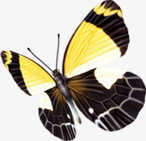 春季黄色文艺蝴蝶装饰png免抠素材_88icon https://88icon.com 文艺 春季 蝴蝶 装饰 黄色