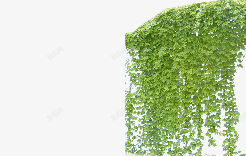 爬山虎绿叶png免抠素材_88icon https://88icon.com 树藤 植物 爬墙虎 爬山虎 爬山虎藤蔓 绿叶植物 绿萝 花叶绿萝 藤本 藤本植物 藤蔓 装饰树藤