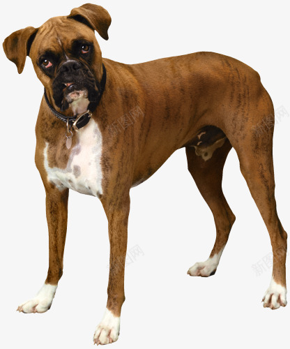 憨厚的京巴狗png免抠素材_88icon https://88icon.com 京巴 名犬 憨厚 狗狗 聪明