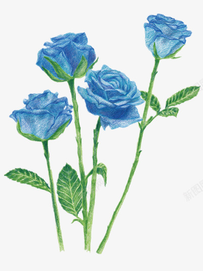 蓝色玫瑰png免抠素材_88icon https://88icon.com 玫瑰花 蓝色 贴纸手绘