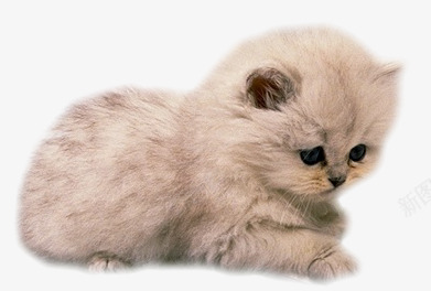 小奶猫png免抠素材_88icon https://88icon.com ppt猫 小猫 猫 猫咪实景照片
