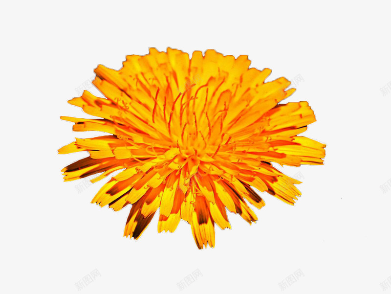 母菊免费png免抠素材_88icon https://88icon.com 明黄色 植物 母菊 花朵 花瓣