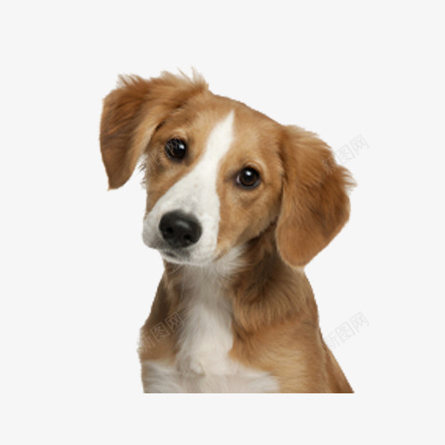 歪头大耳朵狗png免抠素材_88icon https://88icon.com 可爱 小动物 狗狗 罗丹犬 长耳狗