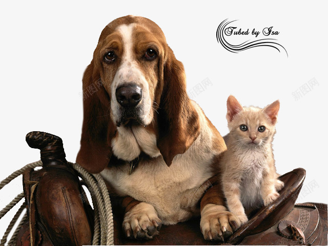 小狗和猫猫png免抠素材_88icon https://88icon.com 呆萌 小狗 猫猫 马鞍