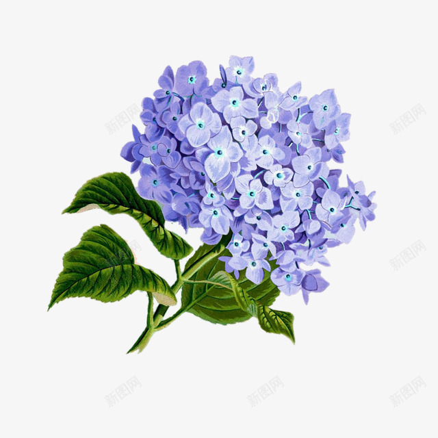 手绘蓝色丁香花球插画png免抠素材_88icon https://88icon.com 丁香 丁香花 手绘 手绘丁香 插画 海报 花团 花球 蓝色 装饰