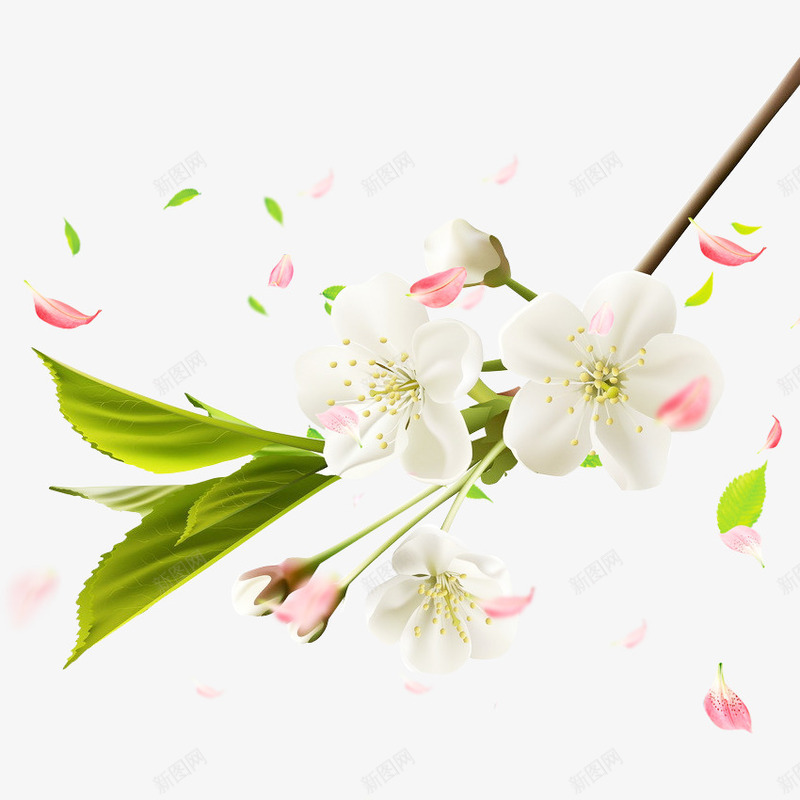 梨花花瓣与叶子png免抠素材_88icon https://88icon.com 叶子 梨花 梨花花瓣 植物 绿叶 花瓣 鲜花