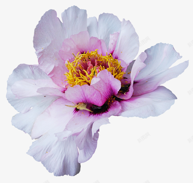 国画花草卡通装饰png免抠素材_88icon https://88icon.com 卡通装饰图片 水彩花卉 线描花草 花卉ps素材 花卉背景 花卉背景素材 花草线描