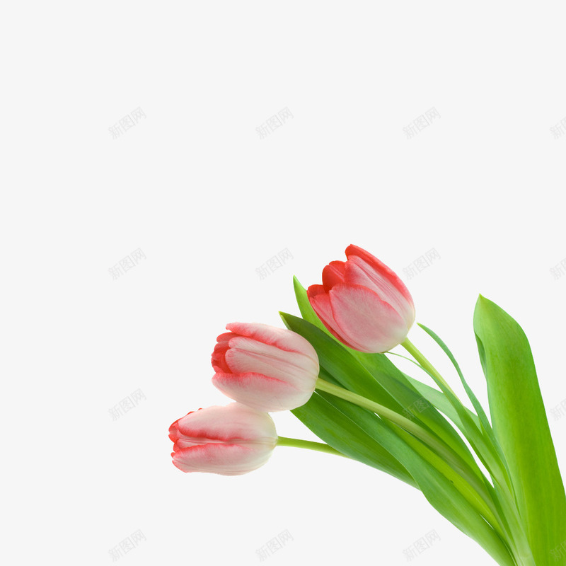 三朵郁金香png免抠素材_88icon https://88icon.com 嫩绿 粉色 花朵 郁金香