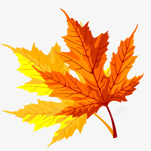 两片枫叶png免抠素材_88icon https://88icon.com 两片 卡通 手绘 枫叶 桔梗 橘色 纹理 黄色