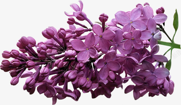 紫丁香花png免抠素材_88icon https://88icon.com 丁香花 唯美 爱情