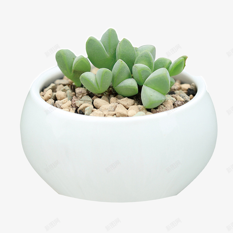 好看的多肉png免抠素材_88icon https://88icon.com 卡通 多肉 手绘 白色 石头 绿植 绿色 肉多多 花盆