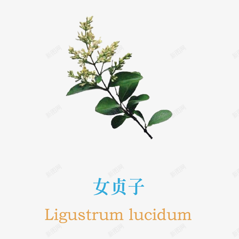 女贞子png免抠素材_88icon https://88icon.com 入药 女贞子 植物 草本植物 药用