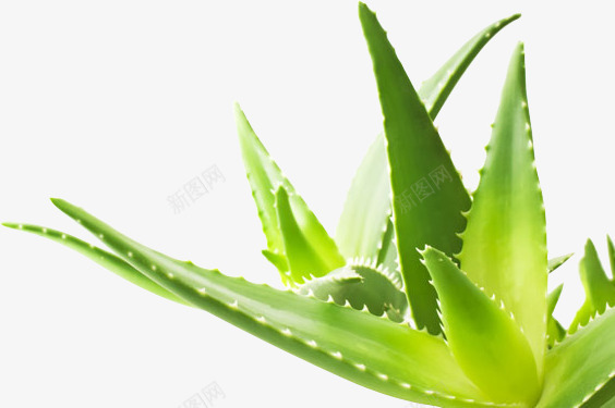 嫩绿清新芦荟植物png免抠素材_88icon https://88icon.com 嫩绿 植物 清新