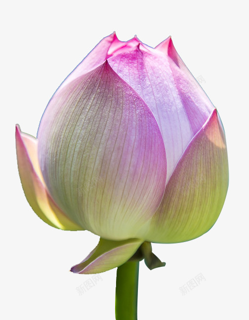 清新脱俗的莲花苞png免抠素材_88icon https://88icon.com 夏天 清新 粉色 绿色 脱俗 花苞 荷花 莲花