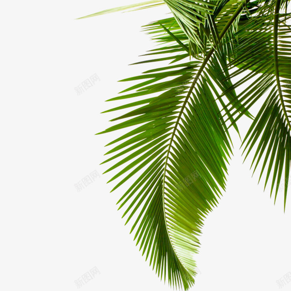 绿色棕榈叶png免抠素材_88icon https://88icon.com 春天 树叶 棕榈叶 热带 绿色
