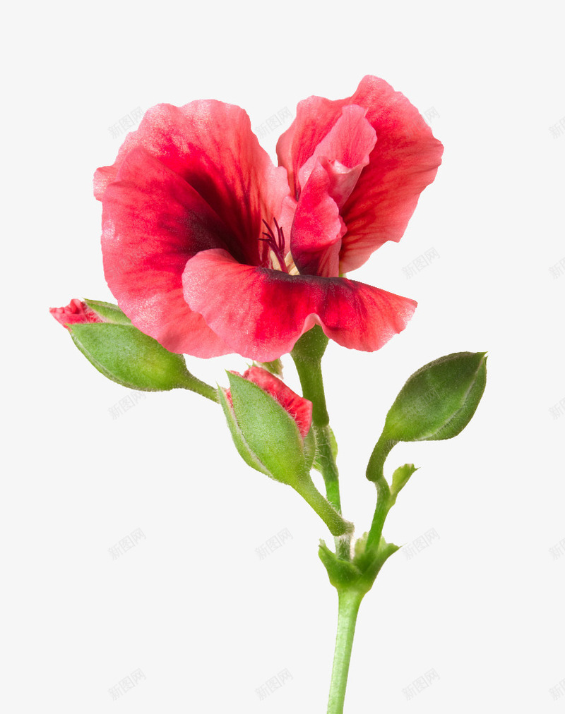 天竺葵花瓣特写png免抠素材_88icon https://88icon.com 洋绣球  牻牛儿苗科 肉质草本 花色鲜艳 装饰花卉 香叶天竺葵