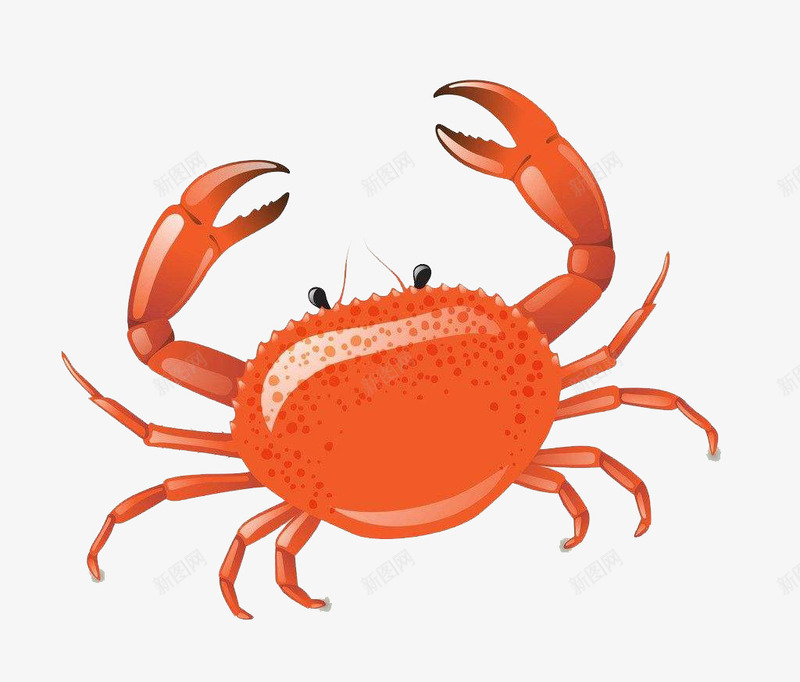 手绘海蟹png免抠素材_88icon https://88icon.com 卡通海蟹 卡通蟹 大海蟹 手绘海蟹 海蟹 螃蟹 蟹