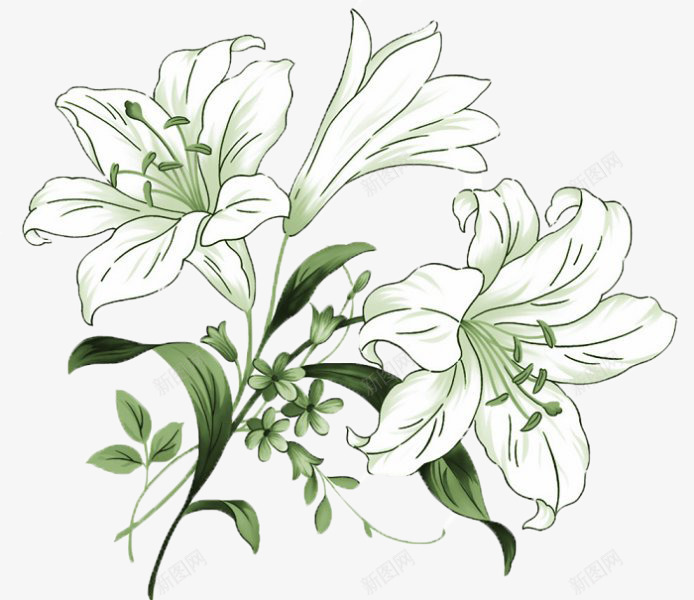 手绘山茶花png免抠素材_88icon https://88icon.com 山茶花 手绘 插画 白色山茶花 花卉