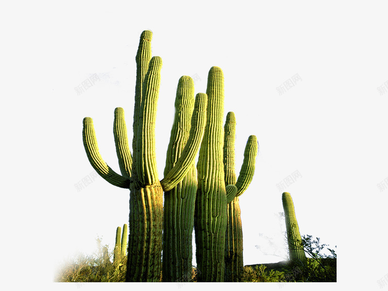 仙人掌png免抠素材_88icon https://88icon.com 仙人掌 植物 沙漠
