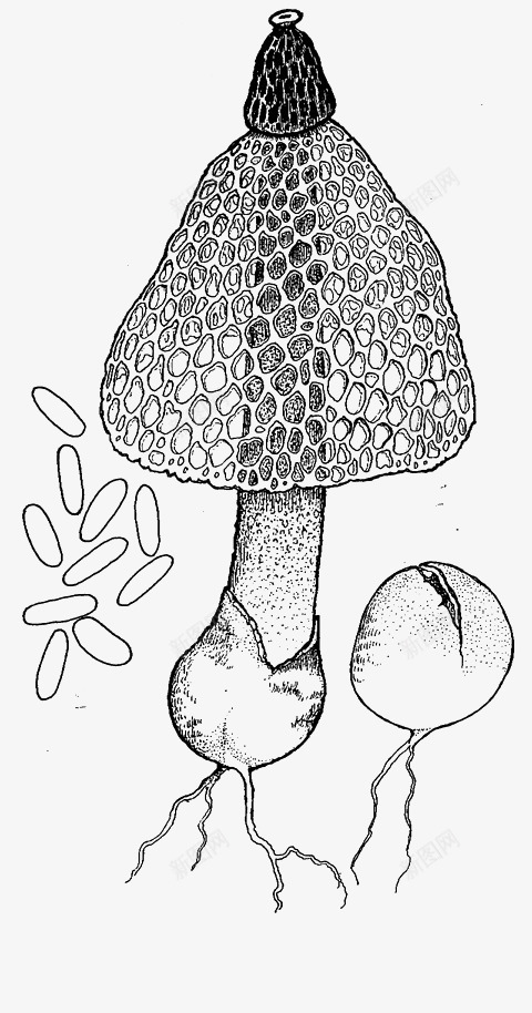 食用竹荪竹荪png免抠素材_88icon https://88icon.com 汤料 竹荪 竹荪免抠图 竹荪插画 食用竹荪