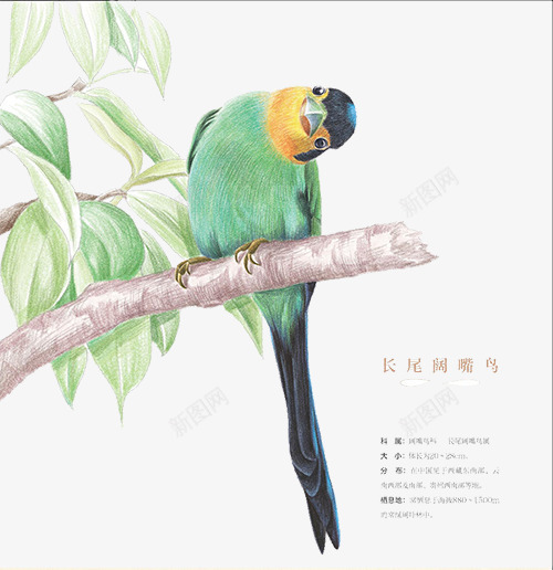 长尾阔嘴鸟psd免抠素材_88icon https://88icon.com 歪头 绿色 长尾巴 阔嘴鸟
