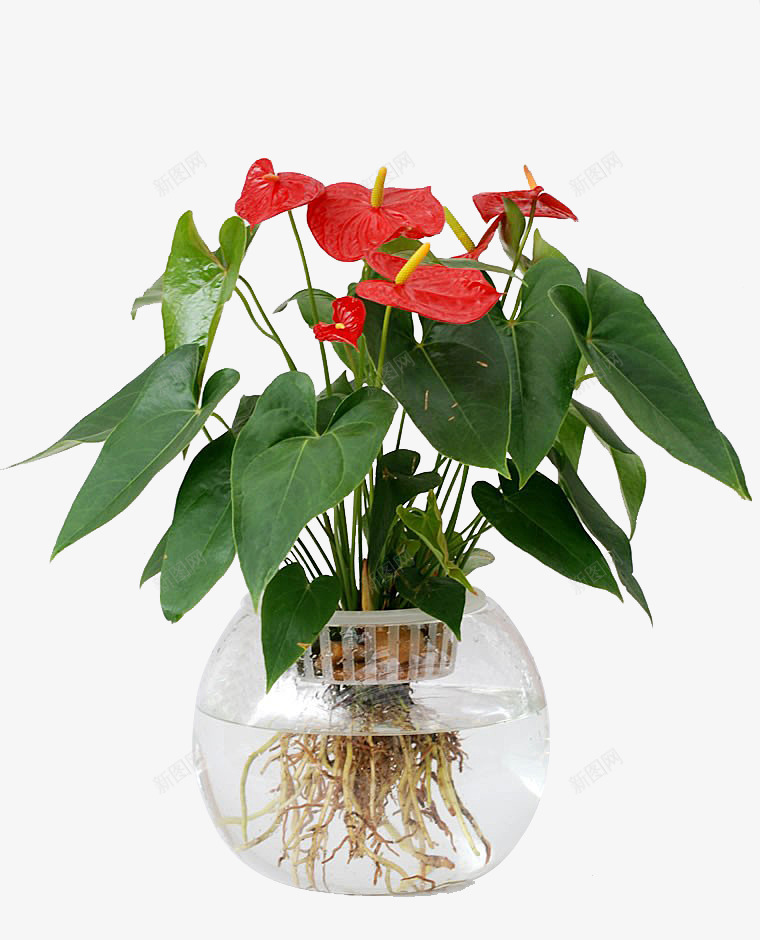 水培红掌盆栽png免抠素材_88icon https://88icon.com 水培花卉 玻璃花盆 红掌 红色花朵 绿叶 软装