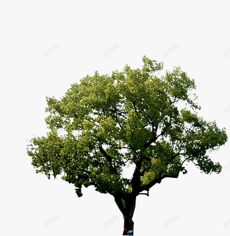 高档户外大树场景png免抠素材_88icon https://88icon.com 场景 大树 户外 高档