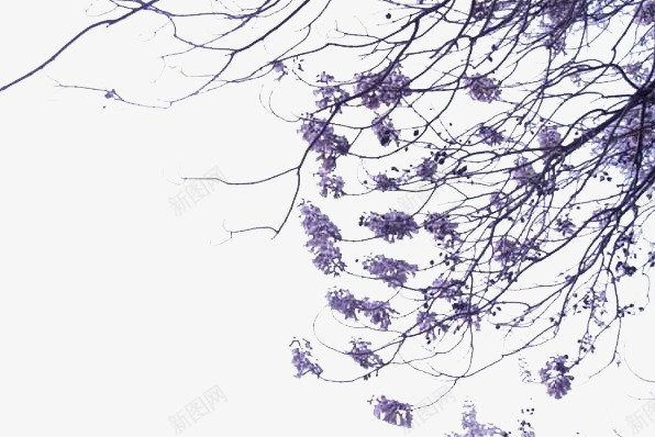 紫色桐花树花朵图png免抠素材_88icon https://88icon.com 免抠 图像 树枝 桐树 桐花 桐花树 植物 紫色 观赏