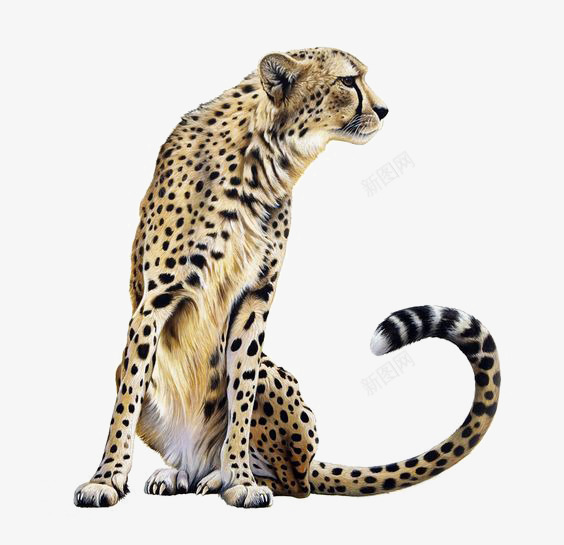 斑点豹子png免抠素材_88icon https://88icon.com 动物 大猫 美洲豹 豹纹