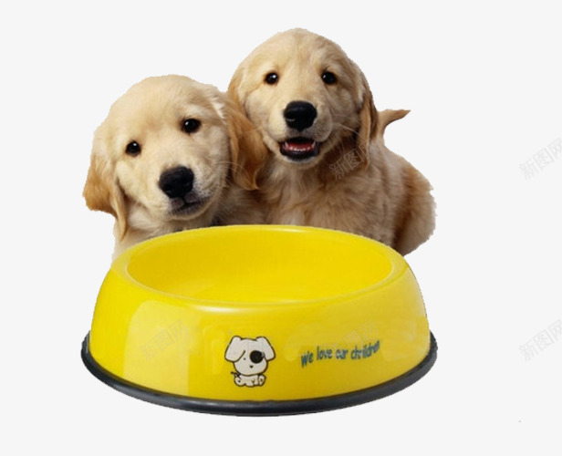 求食的小狗png免抠素材_88icon https://88icon.com 产品实物 宠物 狗粮 金毛犬