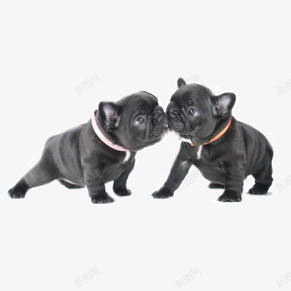 可爱犬只斗牛png免抠素材_88icon https://88icon.com 宠物狗 小型犬 英国斗牛犬