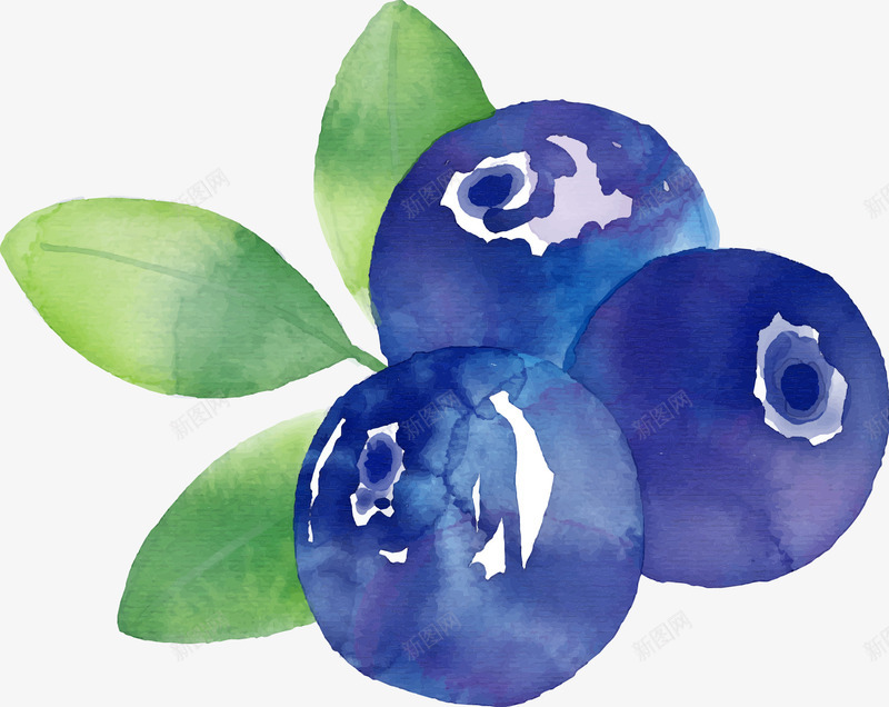 手绘蓝莓矢量图ai免抠素材_88icon https://88icon.com 手绘 水彩 蓝莓 矢量图