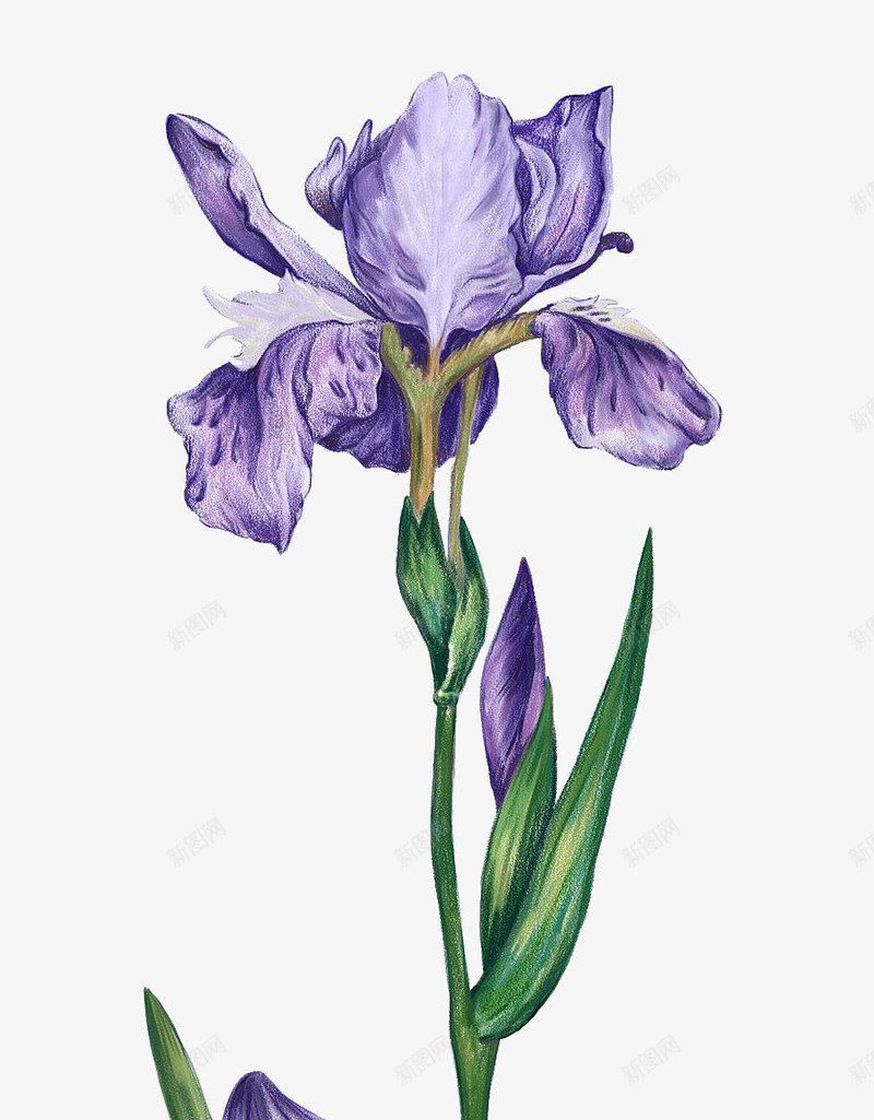 复古手绘鸢尾草系列png免抠素材_88icon https://88icon.com 免抠系列 复古风 开花植物 手绘 淡雅 鸢尾草