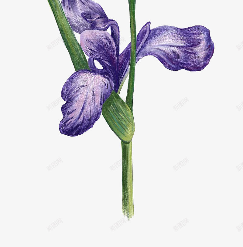 复古手绘鸢尾草系列png免抠素材_88icon https://88icon.com 免抠系列 复古风 开花植物 手绘 淡雅 鸢尾草