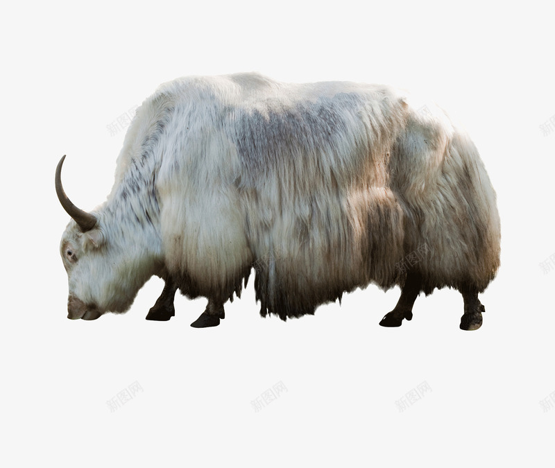 野牛png免抠素材_88icon https://88icon.com 动物 牛 生物 高原野牛