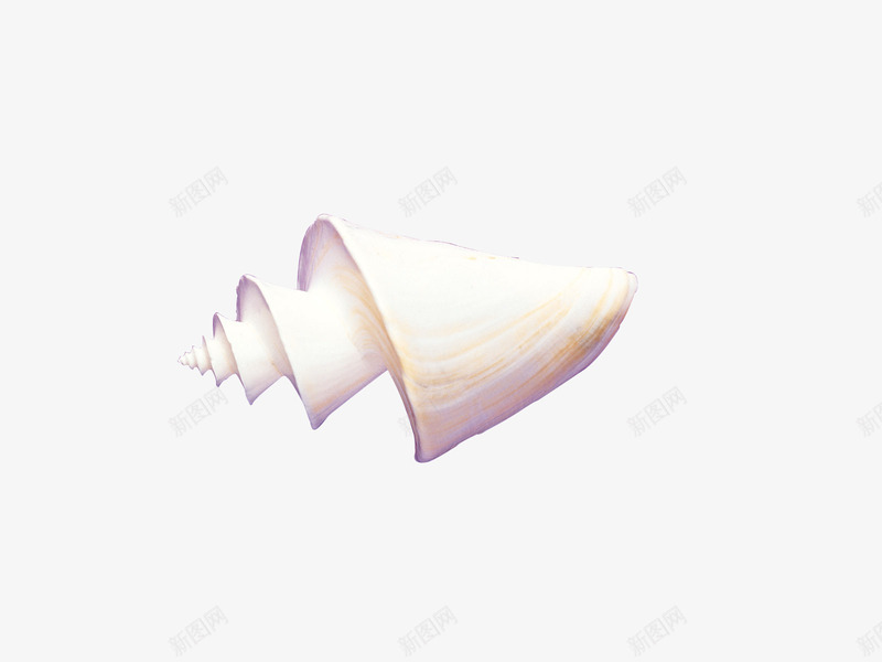贝壳装饰小png免抠素材_88icon https://88icon.com 个性 大海 好看 海产品 贝壳