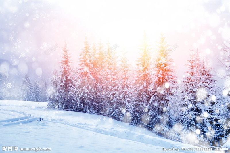 雪花阳光松树风景png免抠素材_88icon https://88icon.com 松树 阳光 雪花 风景