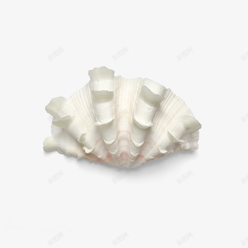 产品实物扇形海贝png免抠素材_88icon https://88icon.com 实物海贝 小饰品 海产品 海贝 白色贝壳 装饰物