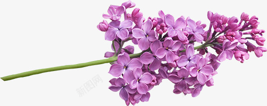 苜蓿png免抠素材_88icon https://88icon.com 紫花 紫苜蓿 蔷薇画 蔷薇目 豆科