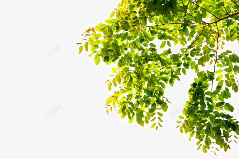 春季主题树叶png免抠素材_88icon https://88icon.com 图片树叶 春季主题树叶 树叶边框 植物绿叶 背景叶子绿叶 背景边框 花草 花草图片