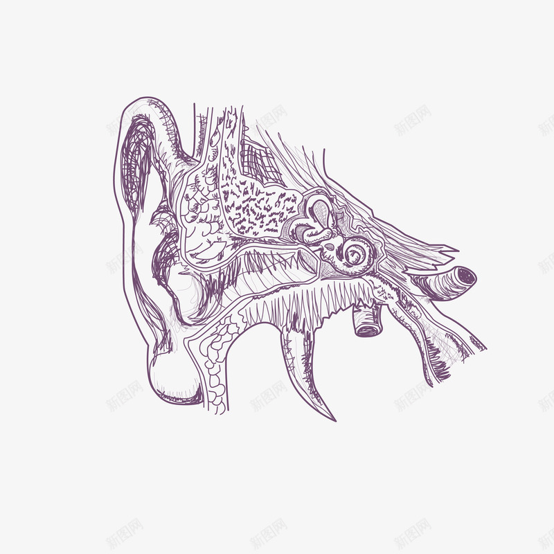 手绘速写耳朵器官png免抠素材_88icon https://88icon.com 器官 器官血管 手绘 精致 耳朵 血管 血管矢量图 速写