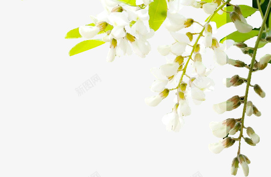 洋槐花png免抠素材_88icon https://88icon.com 夏季 树 蜂蜜 食物