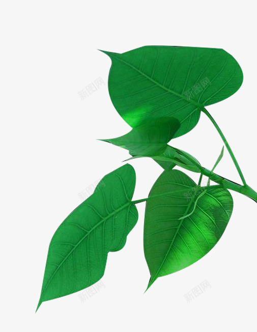 几片菩提树叶png免抠素材_88icon https://88icon.com 几片 叶子 奶蓟草 树叶 植物 菩提叶 菩提树