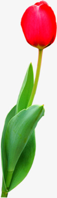 春季清新红色花朵植物png免抠素材_88icon https://88icon.com 春季 植物 清新 红色 花朵